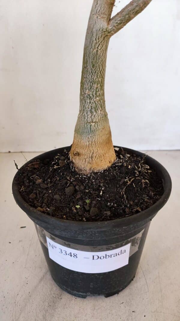 Planta Dobrada 3348 – 35cm – 3 anos - Imagem 8