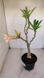 Planta Dobrada 3348 – 35cm – 3 anos - Imagem 7