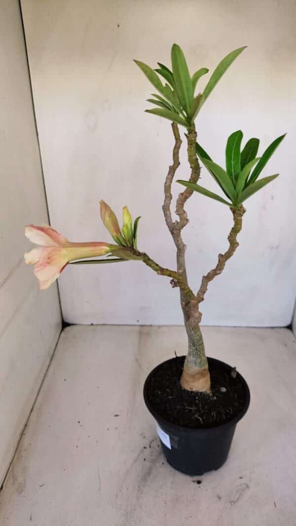 Planta Dobrada 3348 – 35cm – 3 anos - Imagem 7