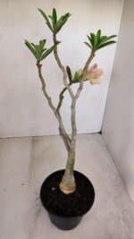 Planta Dobrada 3348 – 35cm – 3 anos - Imagem 6