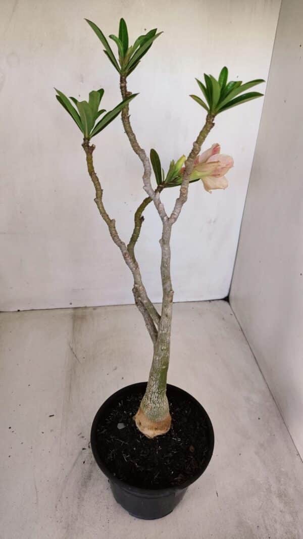 Planta Dobrada 3348 – 35cm – 3 anos - Imagem 6