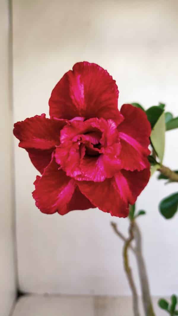 Planta Dobrada 3349 – 30cm – 2 anos - Imagem 1
