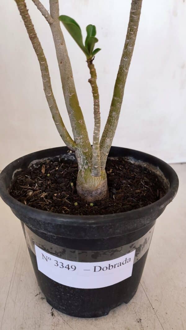 Planta Dobrada 3349 – 30cm – 2 anos - Imagem 7