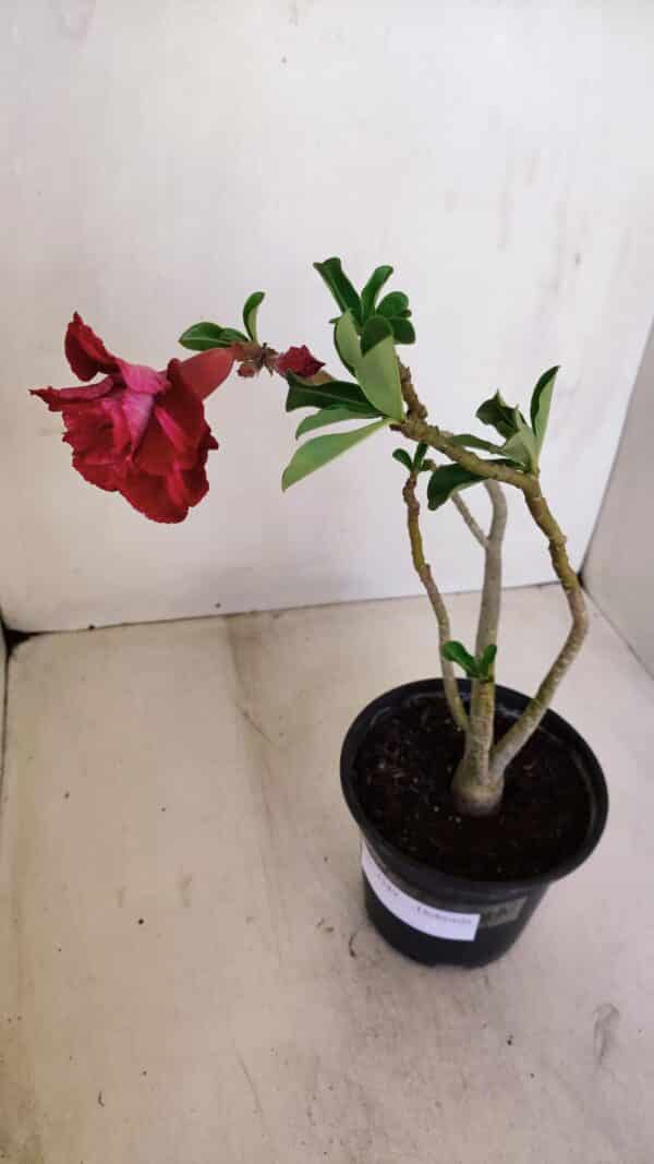 Planta Dobrada 3349 – 30cm – 2 anos - Imagem 5