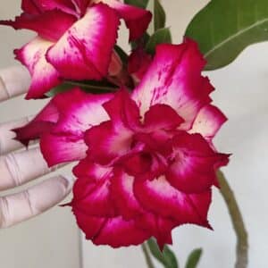 Planta Dobrada 3350 – 40cm – 3 anos