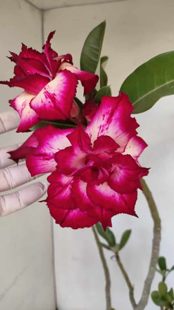 Planta Dobrada 3350 – 40cm – 3 anos - Imagem 1