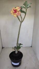 Planta Dobrada 3351 – 35cm – 3 anos - Imagem 2