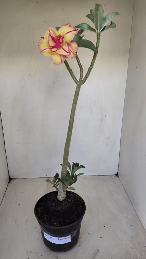 Planta Dobrada 3351 – 35cm – 3 anos - Imagem 2