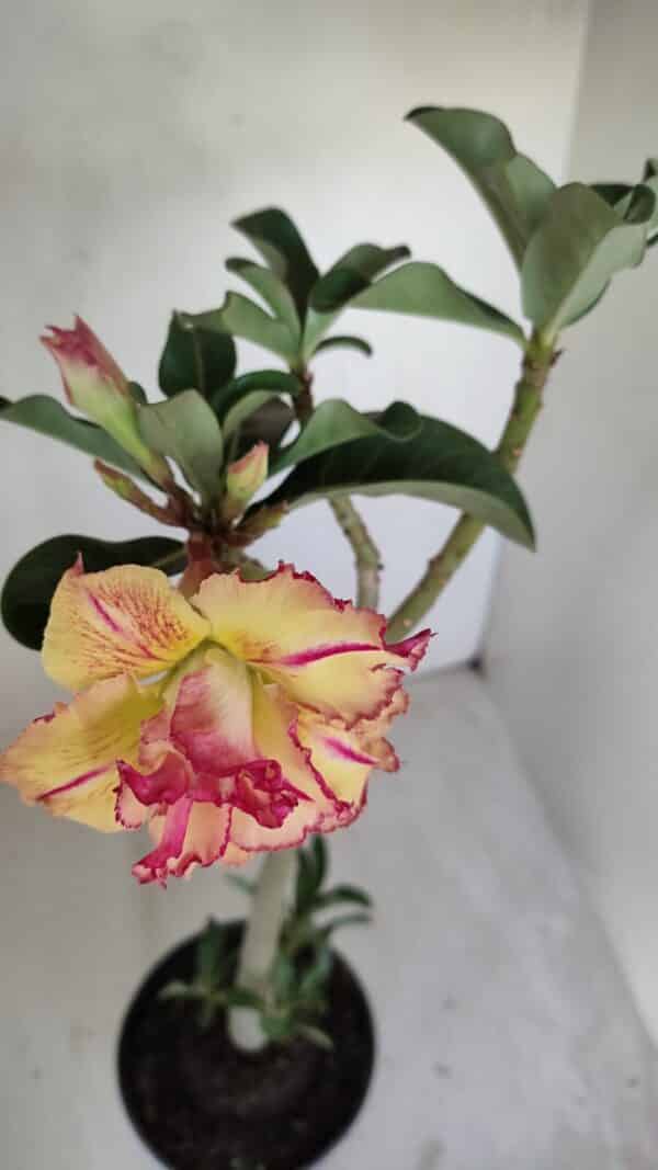 Planta Dobrada 3351 – 35cm – 3 anos - Imagem 4