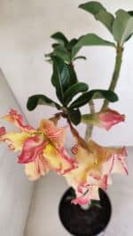 Planta Dobrada 3351 – 35cm – 3 anos - Imagem 4