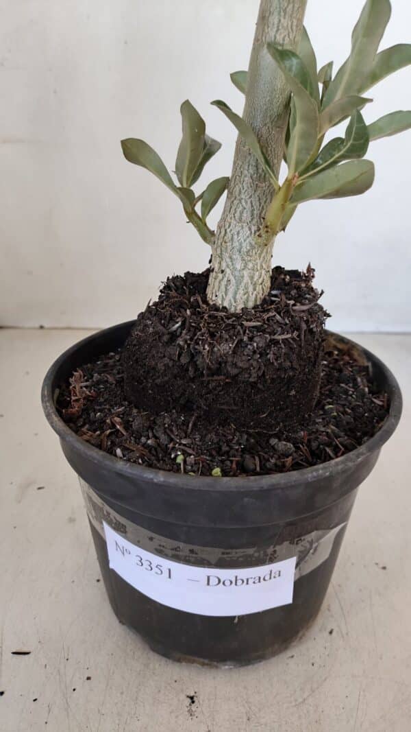 Planta Dobrada 3351 – 35cm – 3 anos - Imagem 7