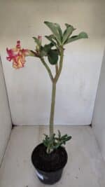 Planta Dobrada 3351 – 35cm – 3 anos - Imagem 6