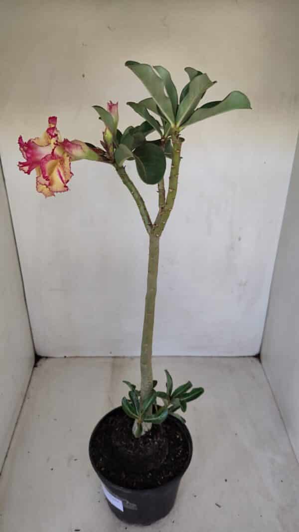 Planta Dobrada 3351 – 35cm – 3 anos - Imagem 6