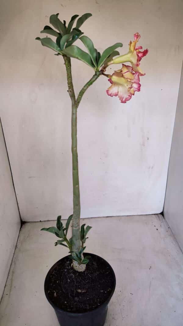 Planta Dobrada 3351 – 35cm – 3 anos - Imagem 6