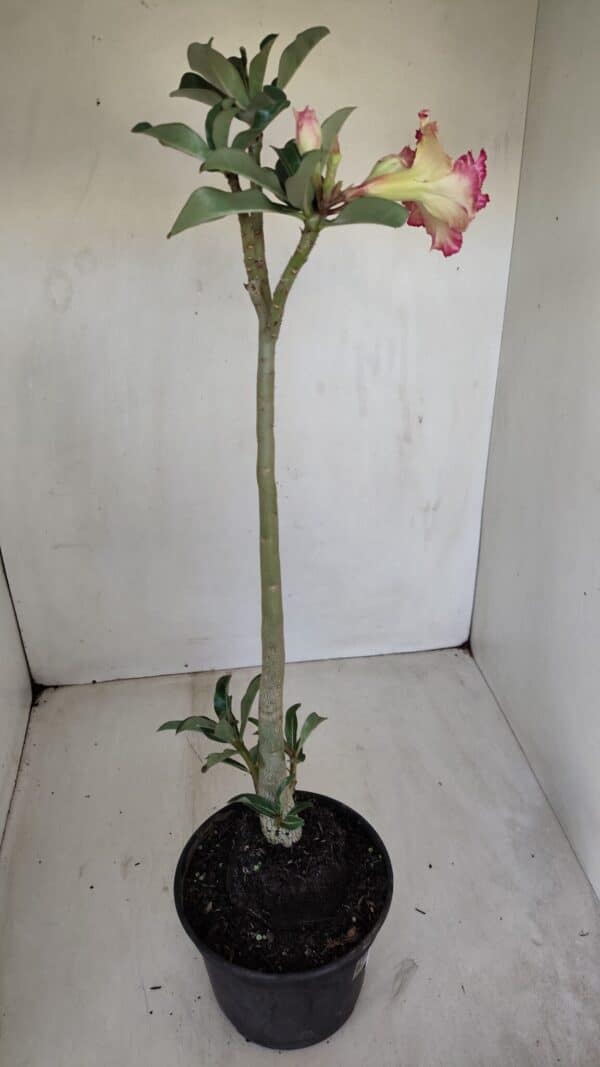 Planta Dobrada 3351 – 35cm – 3 anos - Imagem 5