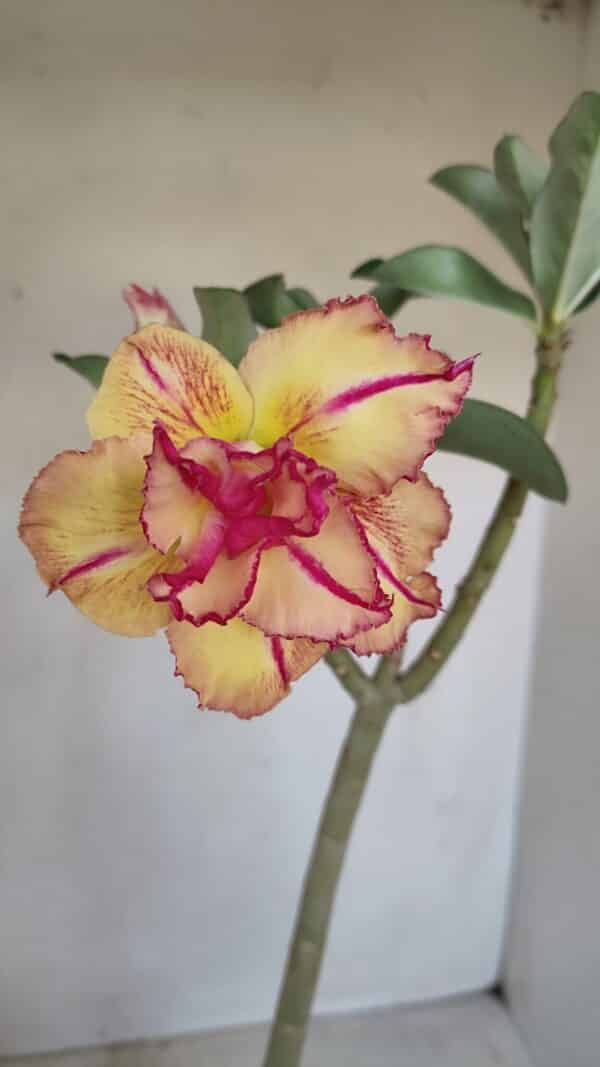 Planta Dobrada 3351 – 35cm – 3 anos - Imagem 1