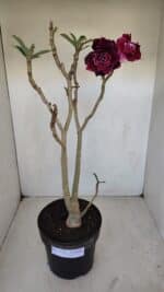 Planta Dobrada 3352 – 50cm – 4 anos - Imagem 2