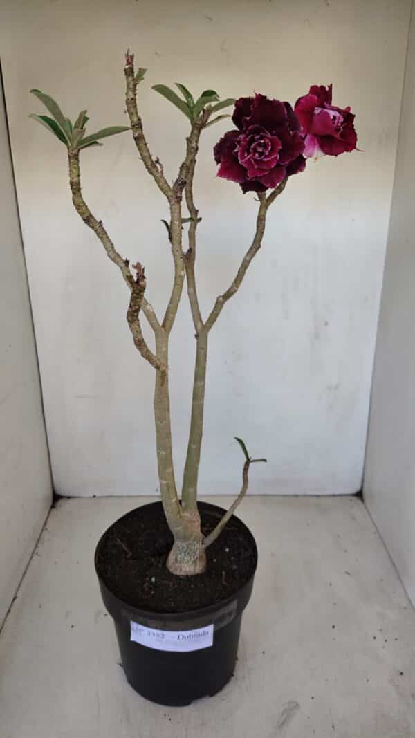 Planta Dobrada 3352 – 50cm – 4 anos - Imagem 2
