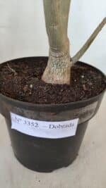 Planta Dobrada 3352 – 50cm – 4 anos - Imagem 7