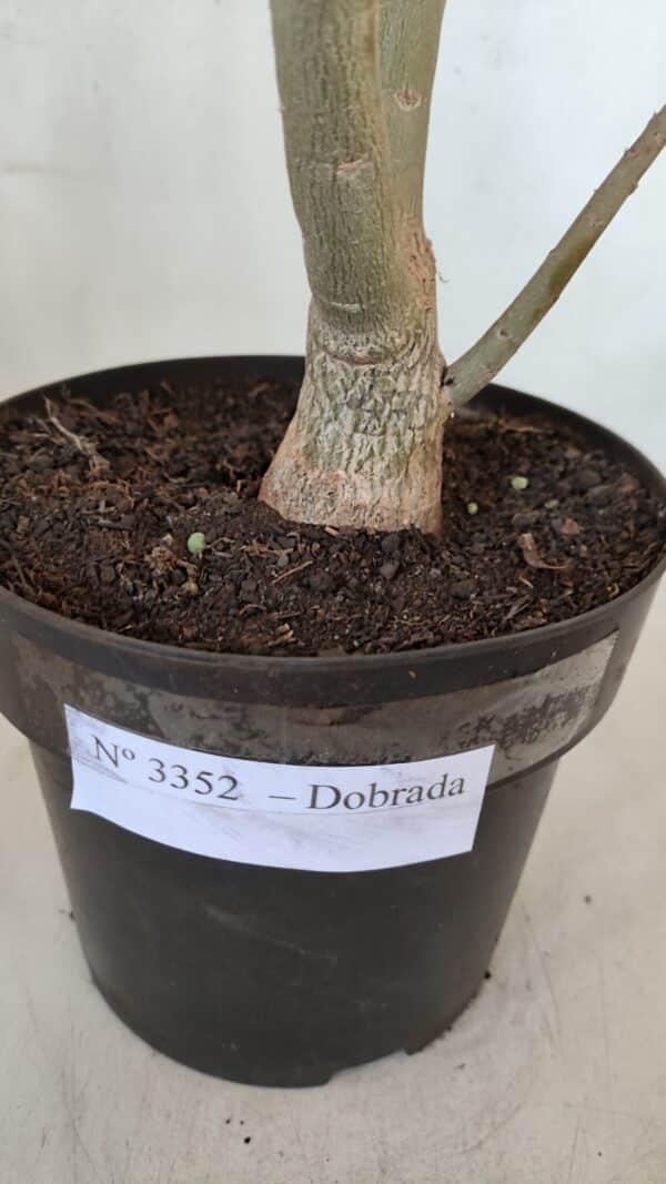 Planta Dobrada 3352 – 50cm – 4 anos - Imagem 7