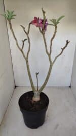 Planta Dobrada 3352 – 50cm – 4 anos - Imagem 6