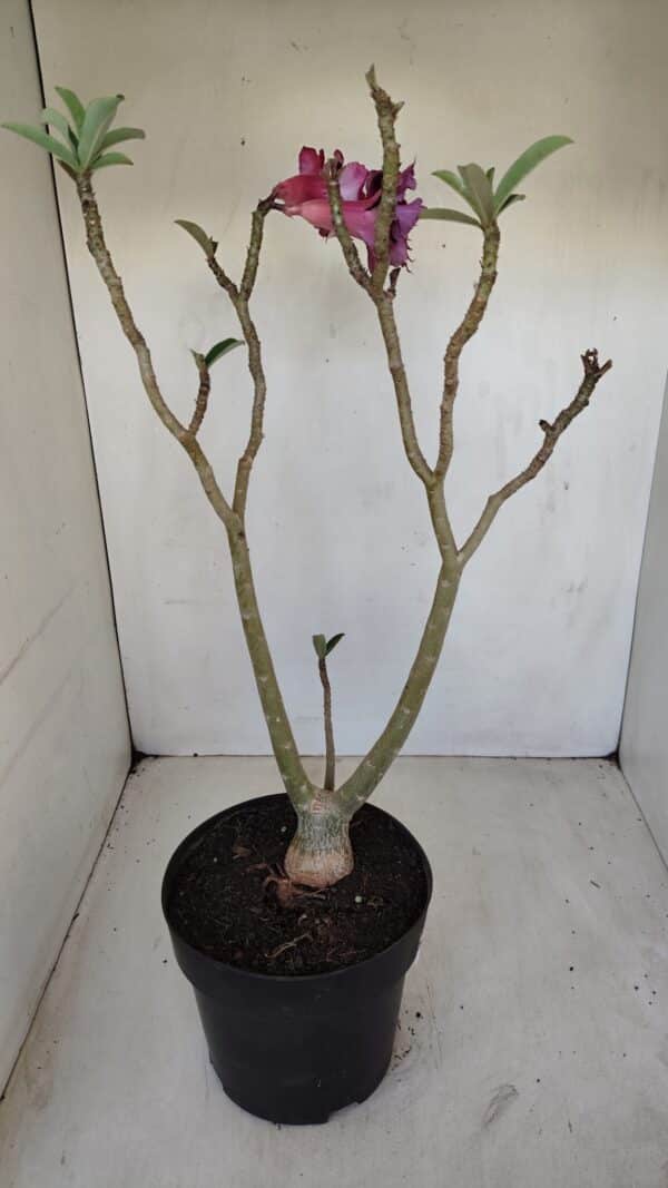 Planta Dobrada 3352 – 50cm – 4 anos - Imagem 6