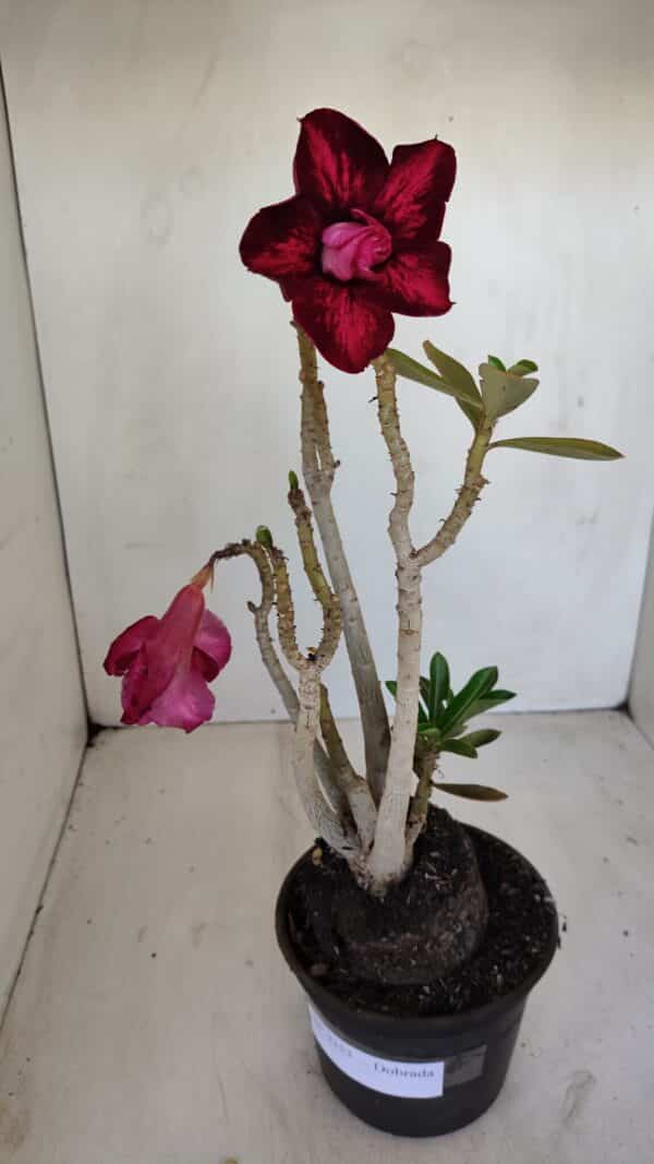 Planta Dobrada 3353 – 35cm – 3 anos - Imagem 2