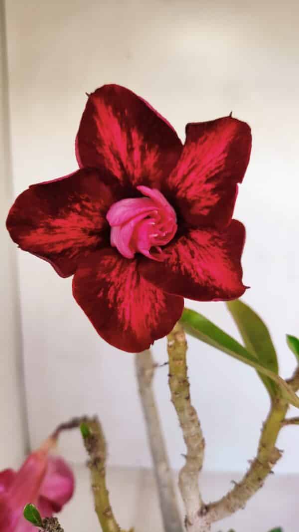 Planta Dobrada 3353 – 35cm – 3 anos - Imagem 1