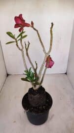 Planta Dobrada 3353 – 35cm – 3 anos - Imagem 6