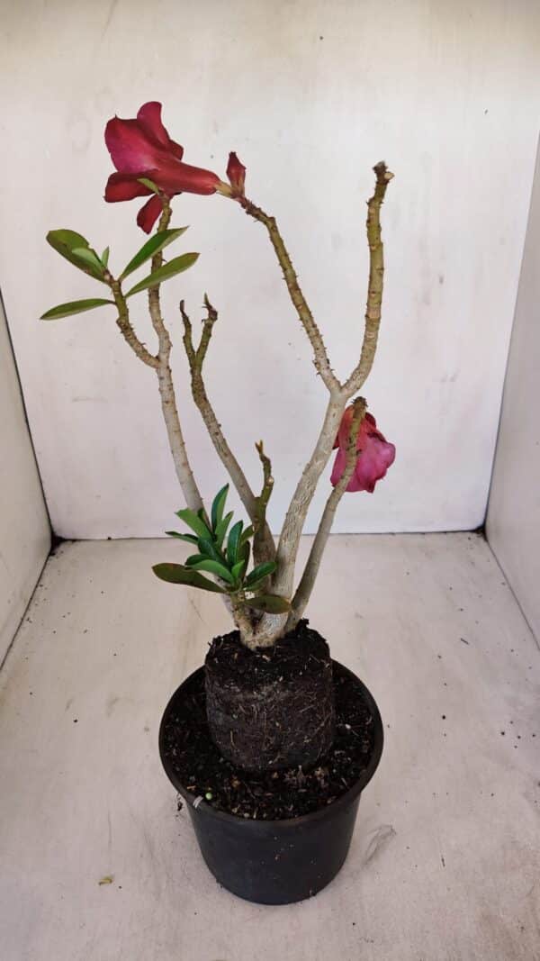 Planta Dobrada 3353 – 35cm – 3 anos - Imagem 6