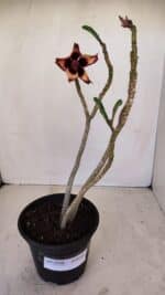 Planta Dobrada 3354 – 35cm – 3 anos - Imagem 2