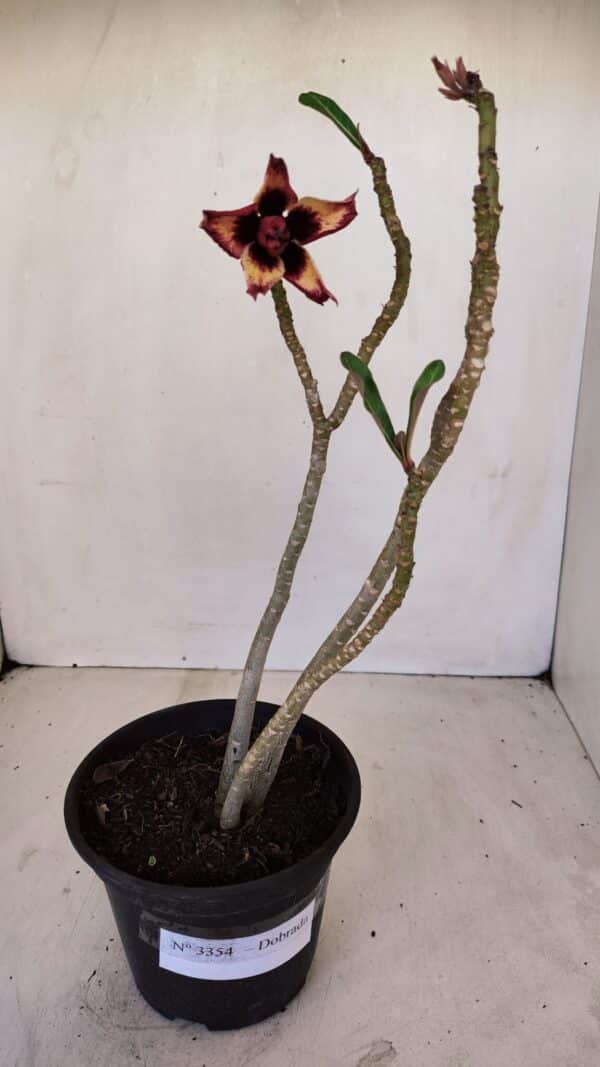 Planta Dobrada 3354 – 35cm – 3 anos - Imagem 2