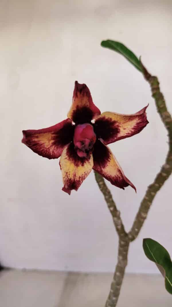 Planta Dobrada 3354 – 35cm – 3 anos - Imagem 4
