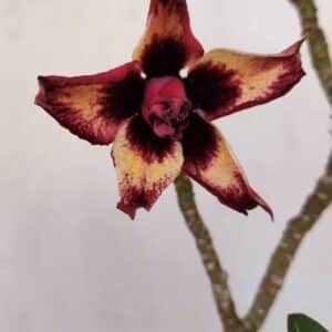 Planta Dobrada 3354 – 35cm – 3 anos