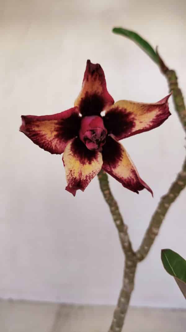 Planta Dobrada 3354 – 35cm – 3 anos - Imagem 1