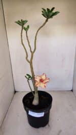 Planta Dobrada 3355 – 45cm – 3 anos - Imagem 2