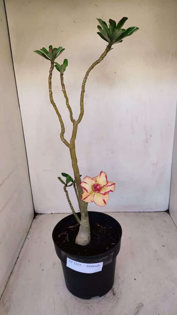 Planta Dobrada 3355 – 45cm – 3 anos - Imagem 2