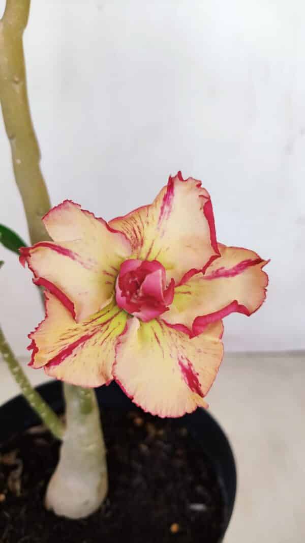 Planta Dobrada 3355 – 45cm – 3 anos - Imagem 1