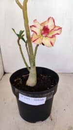 Planta Dobrada 3355 – 45cm – 3 anos - Imagem 4