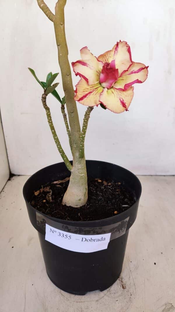 Planta Dobrada 3355 – 45cm – 3 anos - Imagem 4