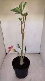 Planta Dobrada 3355 – 45cm – 3 anos - Imagem 7