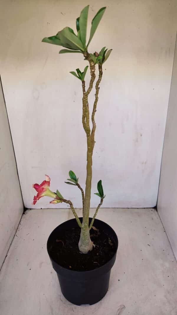 Planta Dobrada 3355 – 45cm – 3 anos - Imagem 7