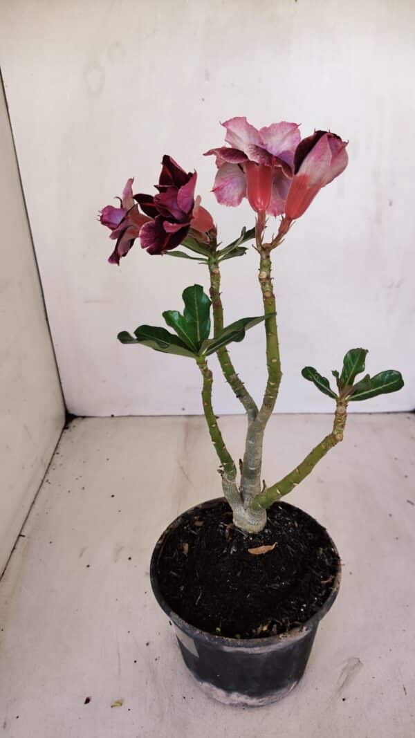 Planta Dobrada 3356 – 35cm – 3 anos - Imagem 6