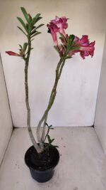 Planta Dobrada 3357 – 35cm – 3 anos - Imagem 10