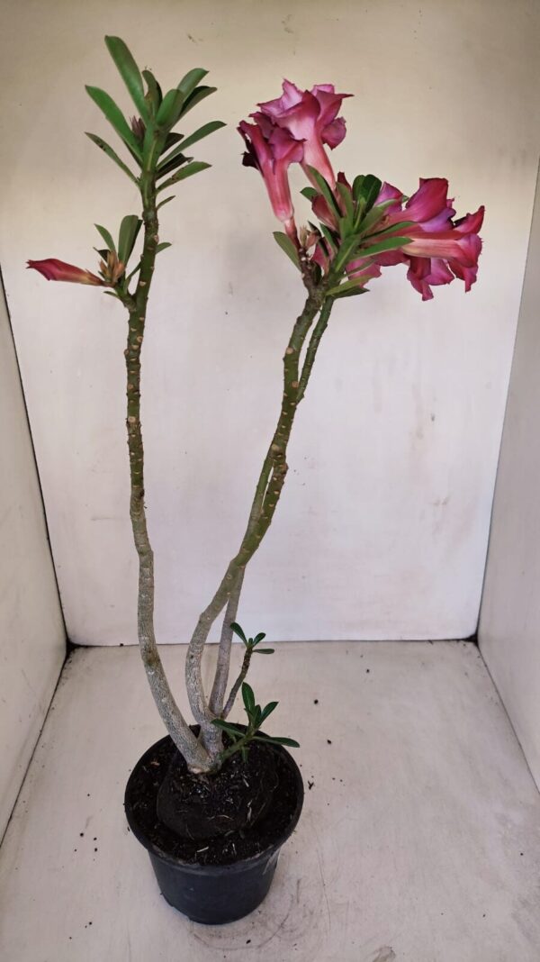 Planta Dobrada 3357 – 35cm – 3 anos - Imagem 10