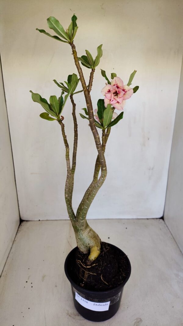 Planta Dobrada 3358 – 35cm – 3 anos - Imagem 7