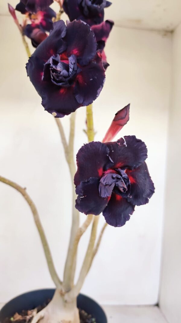 Planta Dobrada 3359 – 40cm – 4 anos - Imagem 4