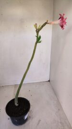 Planta Dobrada 3360 – 30cm – 2 anos - Imagem 5