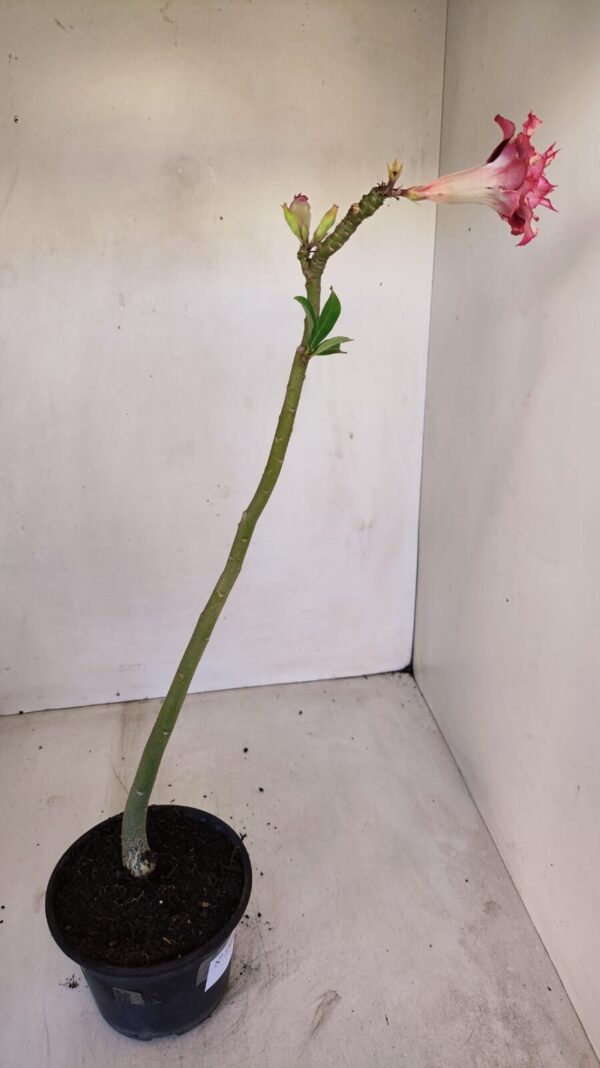 Planta Dobrada 3360 – 30cm – 2 anos - Imagem 5