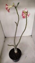 Planta Dobrada 3362 – 35cm – 03 anos - Imagem 5